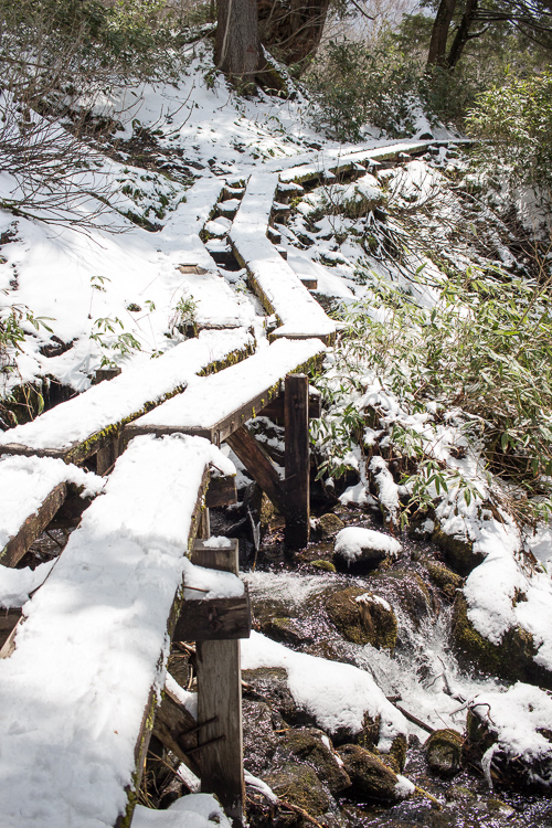 凍て付く水芭蕉　小雪舞う尾瀬_b0244811_23204769.jpg