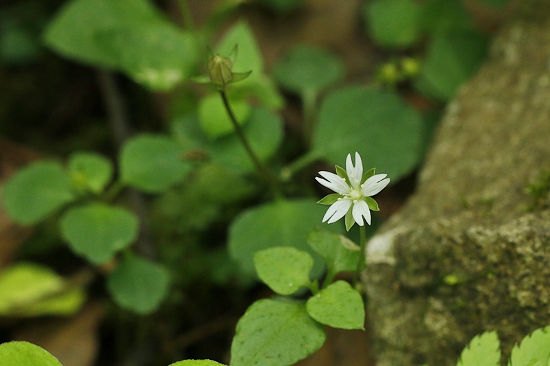 常清滝の花_c0344412_07272851.jpg