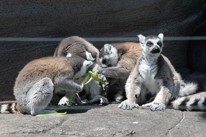 上野動物園は赤様盛り！～ワオキツネザルの赤ちゃんとコシジロハゲワシのヒナ_b0355317_18260749.jpg