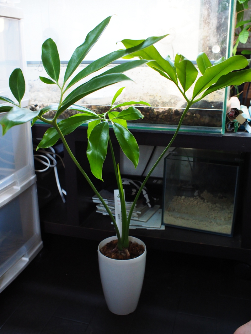 フィロデンドロン ゴエルディ Blog Living Tropically フィロデンドロン ゴエルディ Blog Living Tropically