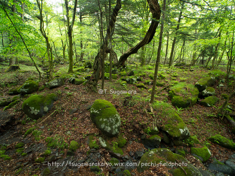 山の上の春 Spring in the highland_c0001429_1893759.jpg