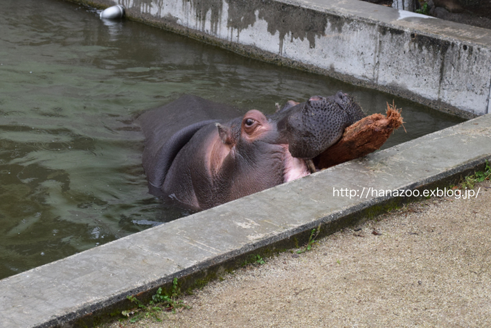 仲良しカバ女子♪モモコとソラ 3＠熊本市動植物園_b0245634_17114130.jpg