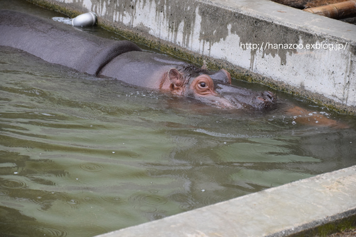 仲良しカバ女子♪モモコとソラ 3＠熊本市動植物園_b0245634_1711922.jpg