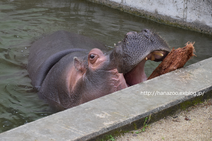 仲良しカバ女子♪モモコとソラ 3＠熊本市動植物園_b0245634_1712373.jpg