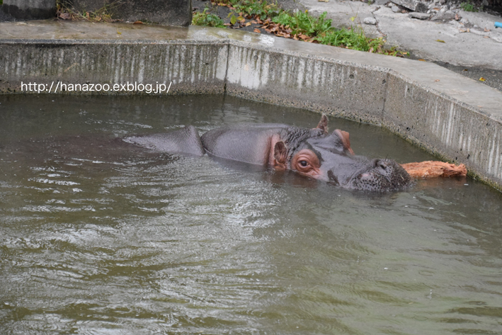 仲良しカバ女子♪モモコとソラ 3＠熊本市動植物園_b0245634_17202857.jpg