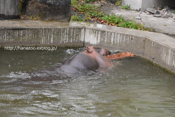 仲良しカバ女子♪モモコとソラ 3＠熊本市動植物園_b0245634_1720889.jpg