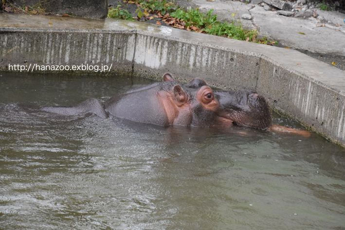 仲良しカバ女子♪モモコとソラ 3＠熊本市動植物園_b0245634_17214228.jpg