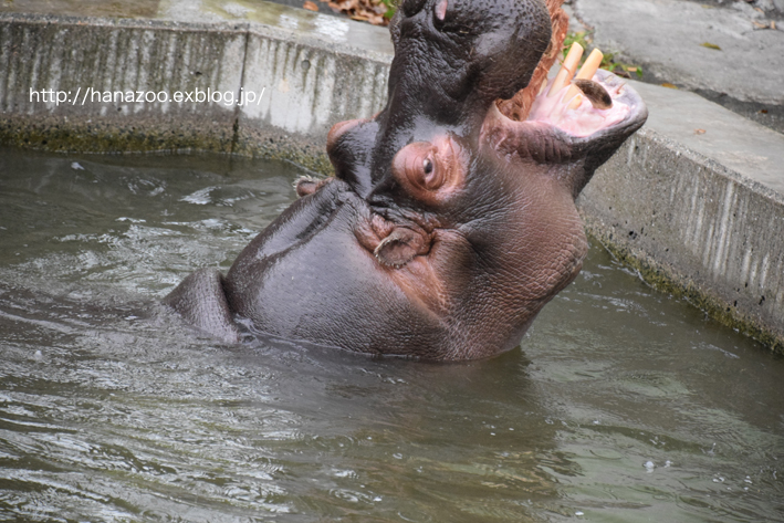 仲良しカバ女子♪モモコとソラ 3＠熊本市動植物園_b0245634_17223030.jpg