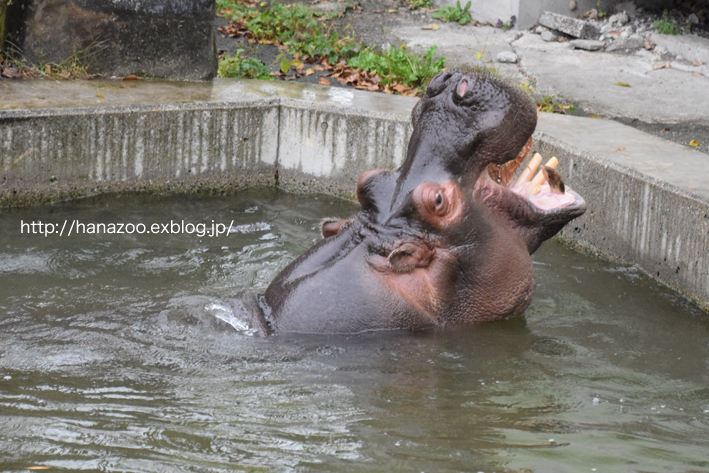 仲良しカバ女子♪モモコとソラ 3＠熊本市動植物園_b0245634_17232571.jpg