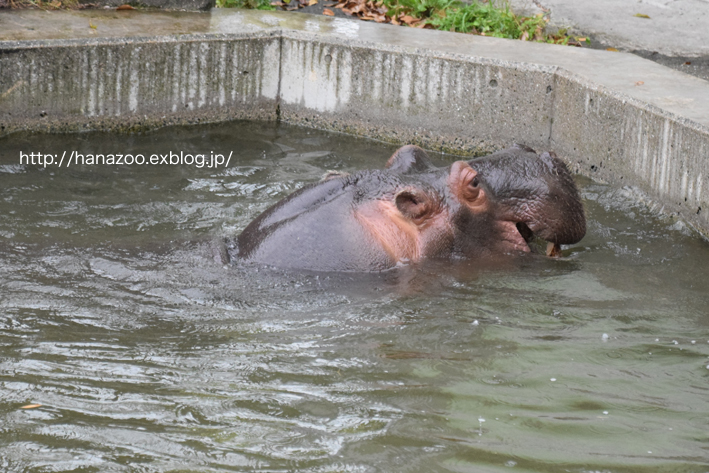 仲良しカバ女子♪モモコとソラ 3＠熊本市動植物園_b0245634_1724021.jpg