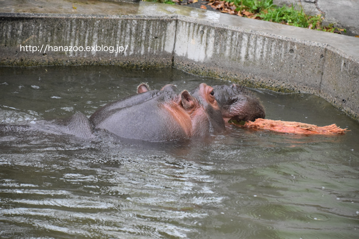 仲良しカバ女子♪モモコとソラ 3＠熊本市動植物園_b0245634_17245657.jpg