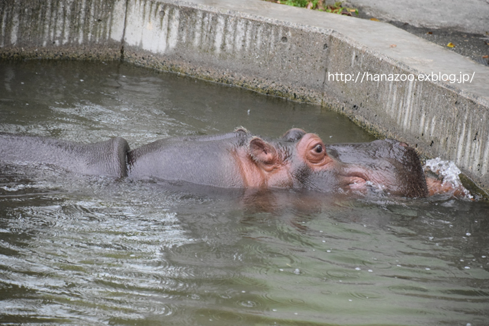 仲良しカバ女子♪モモコとソラ 3＠熊本市動植物園_b0245634_17261244.jpg