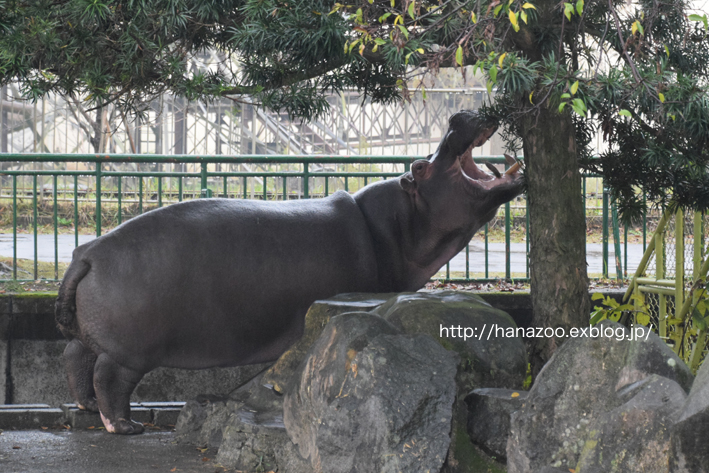 仲良しカバ女子♪モモコとソラ 3＠熊本市動植物園_b0245634_17294331.jpg