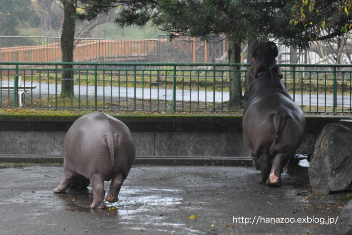 仲良しカバ女子♪モモコとソラ 3＠熊本市動植物園_b0245634_1729515.jpg