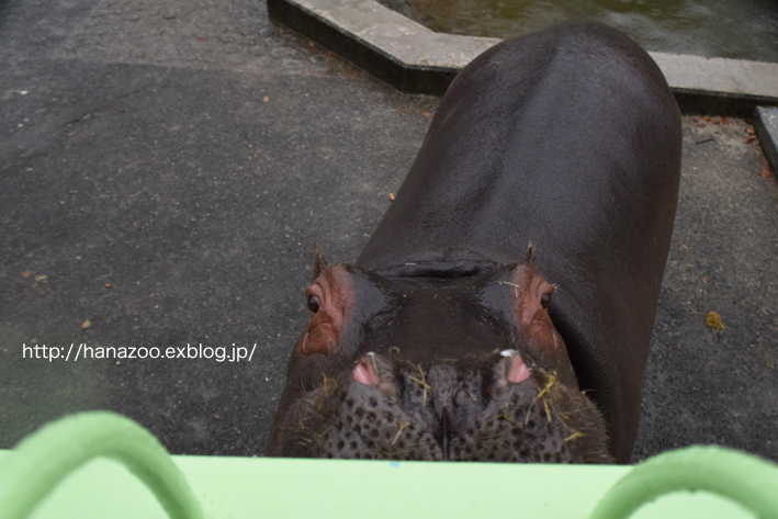 仲良しカバ女子♪モモコとソラ 3＠熊本市動植物園_b0245634_17305545.jpg