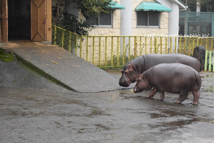 仲良しカバ女子♪モモコとソラ 3＠熊本市動植物園_b0245634_17334193.jpg