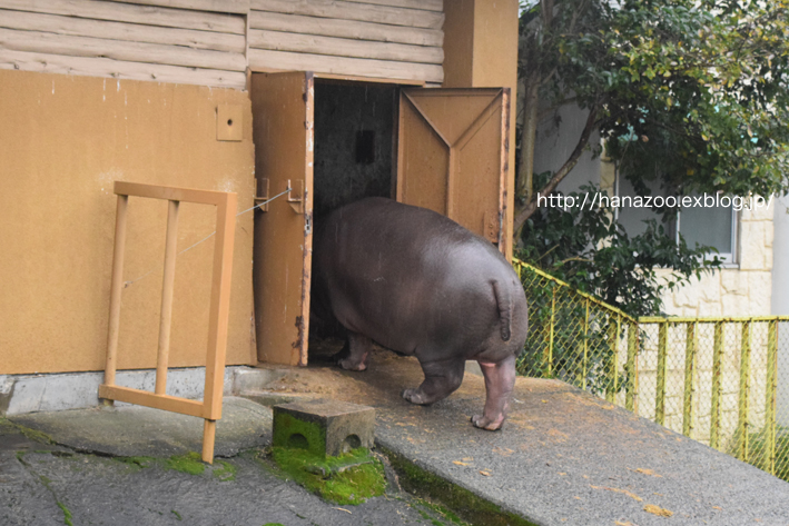 仲良しカバ女子♪モモコとソラ 3＠熊本市動植物園_b0245634_1737254.jpg