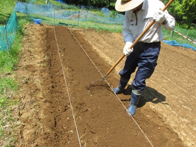 サツマイモの苗（蔓）植え付け_a0123836_15174675.jpg