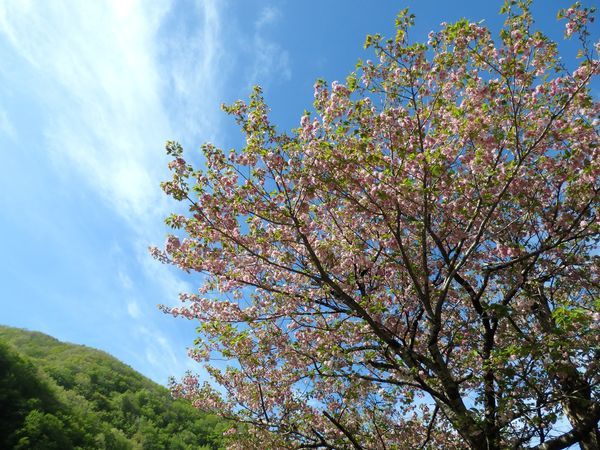 安家への旅「新緑が素晴らしすぎる…!」_b0206037_13335334.jpg