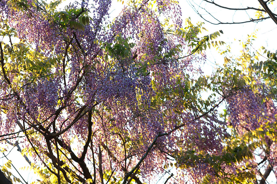 c0067040_23384718.jpg