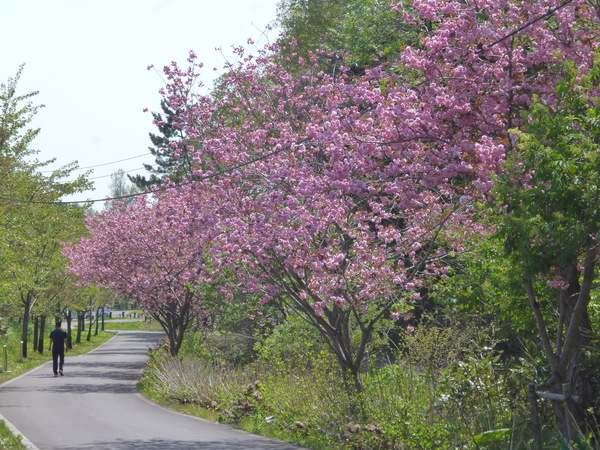 八重桜可愛い～(*^_^*)　　　　５月２０日（金）write：Ｈ_c0233141_9553432.jpg