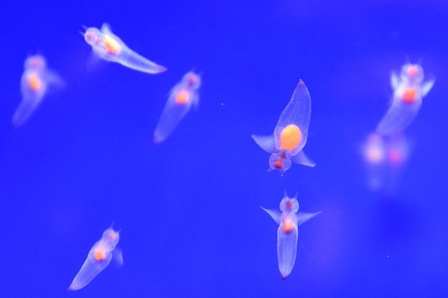 流氷の天使 クリオネ 気ままな時間を ゆったりと 流氷の天使 クリオネ 気ままな時間を ゆったりと