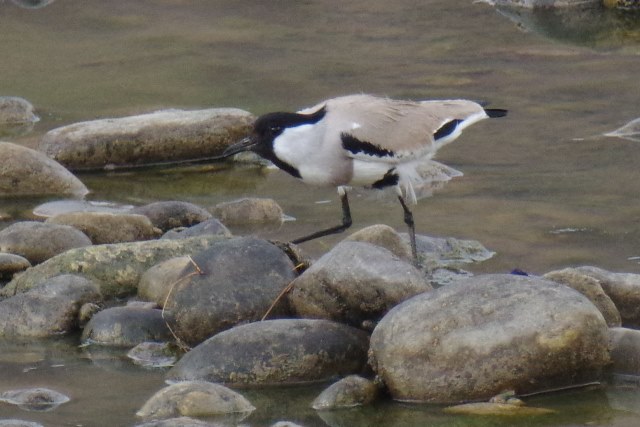 ブータン王国１５日間野鳥編４／４～５_b0144049_12271431.jpg