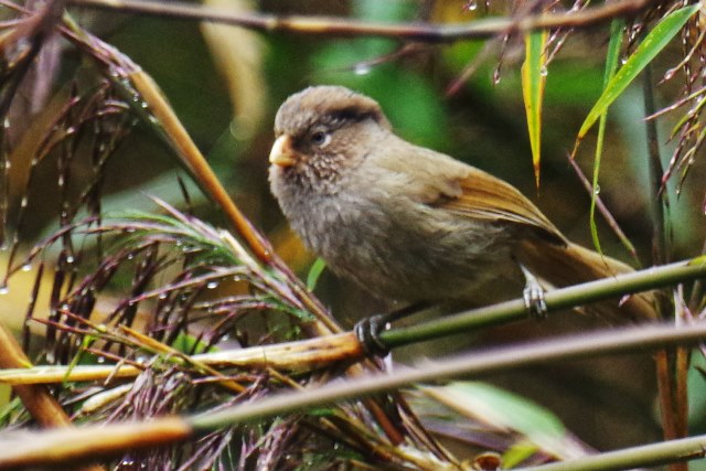 ブータン王国１５日間野鳥編４／６_b0144049_22303424.jpg