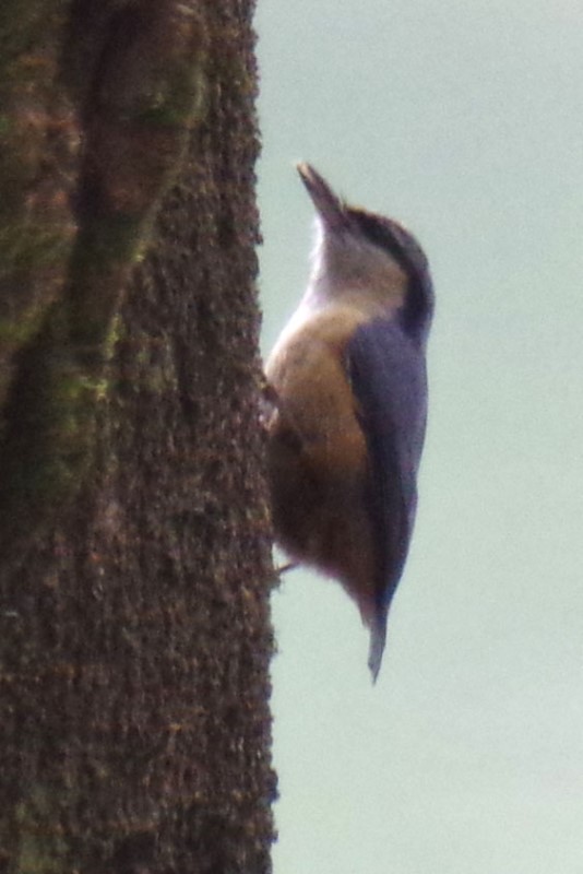 ブータン王国１５日間野鳥編４／６_b0144049_22522017.jpg