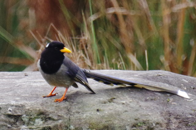 ブータン王国１５日間野鳥編４／６_b0144049_2325598.jpg