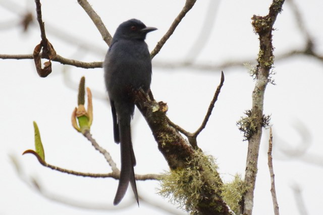 ブータン王国１５日間野鳥編４／６_b0144049_23421396.jpg