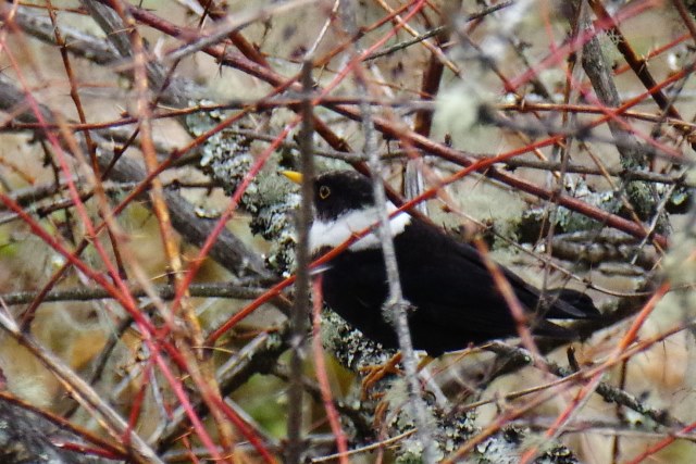 ブータン王国１５日間野鳥編４／４～５_b0144049_930174.jpg