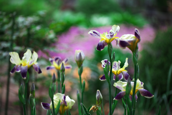 庭の花。_c0179360_1115924.jpg