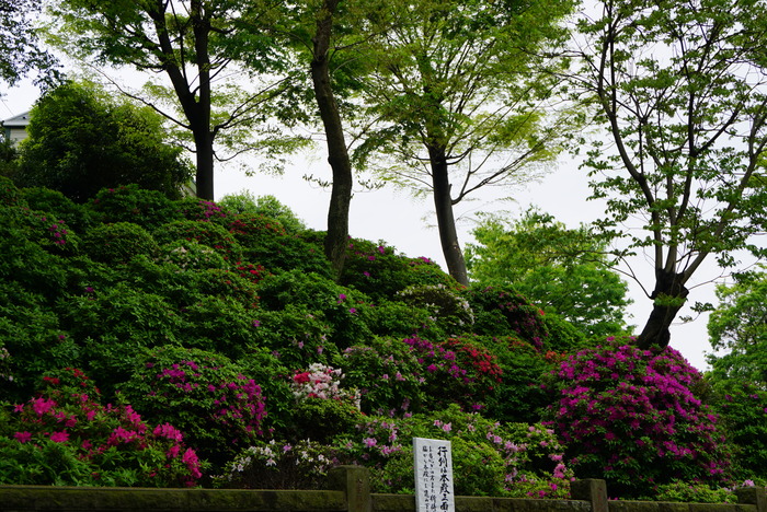 根津神社のつつじまつり☆１_d0152261_18135114.jpg