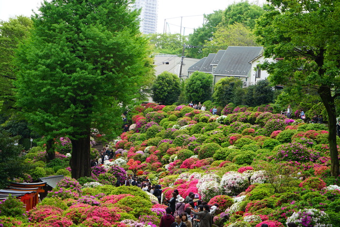 根津神社のつつじまつり☆１_d0152261_18161167.jpg