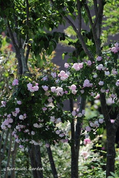 スペクタビリス バラと遊ぶ庭
