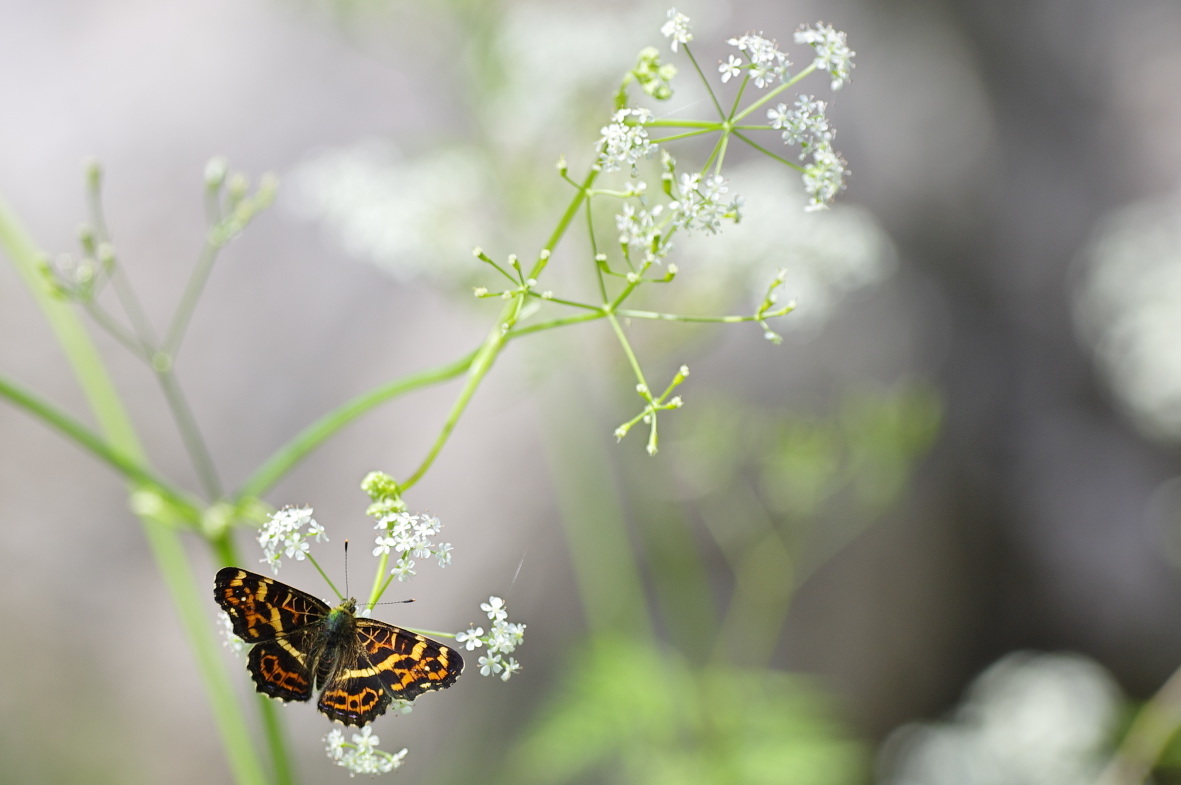 シャクの花とサカハチチョウ_b0301570_05071298.jpg