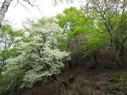 蕎麦粒山・高塚山　　山犬段より往復_f0302771_13105976.jpg