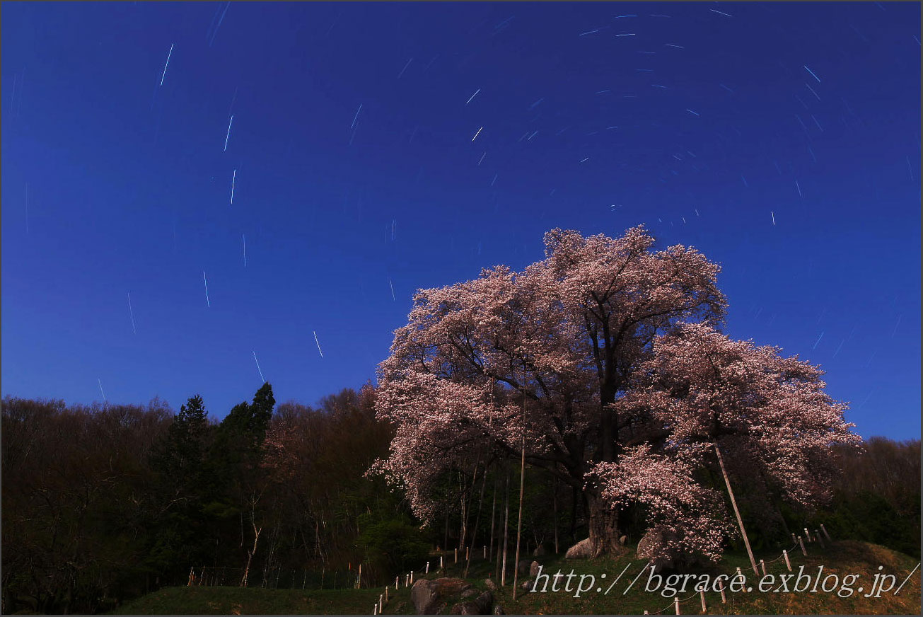 桜星景 と 北斗七星 _b0191074_23125223.jpg