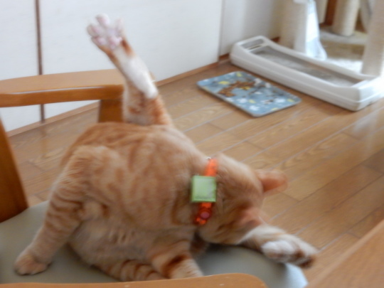将来は何になりたい?_e0355177_21282099.jpg