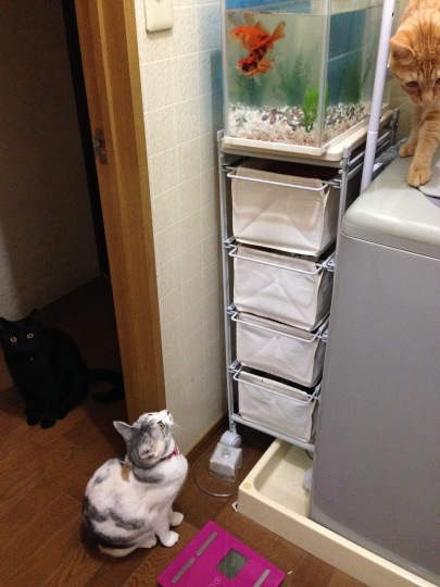 将来は何になりたい?_e0355177_21284931.jpg