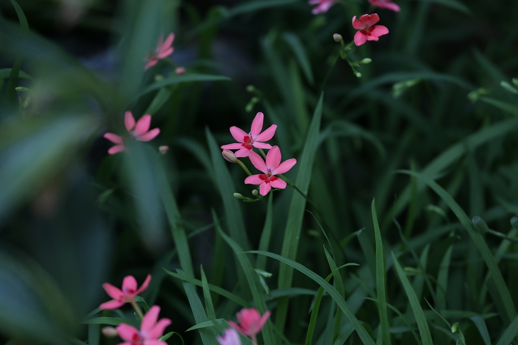 2016.05.19　庭に咲く花。　姫檜扇（ヒメヒオウギ）_f0140087_15552470.jpg