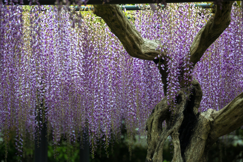 平等院_e0051888_546504.jpg