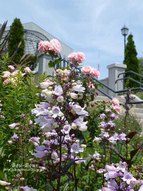 横浜バラめぐり〜3 　アメリカ山公園_d0128697_15144445.jpg