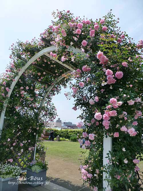 横浜バラめぐり〜3 　アメリカ山公園_d0128697_154389.jpg