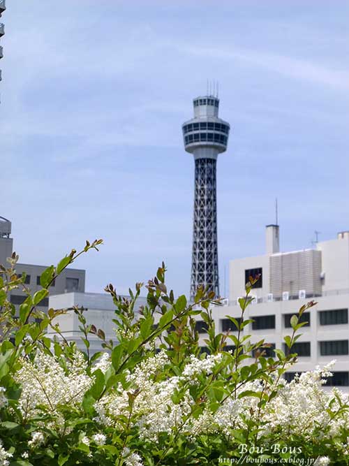 横浜バラめぐり〜3 　アメリカ山公園_d0128697_1544859.jpg