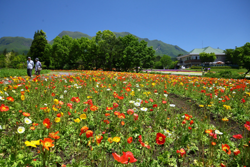 久住花公園_b0014607_18132415.jpg