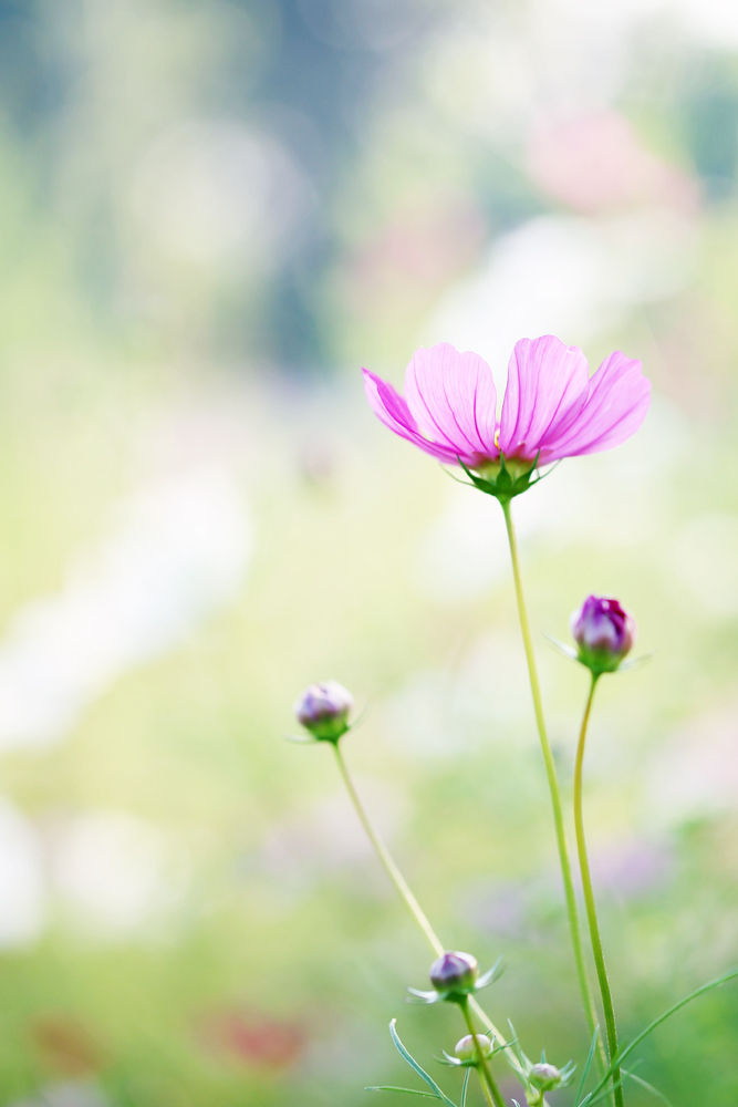 エアリーな花写真の撮り方 撮影編 ゆずぽん日和