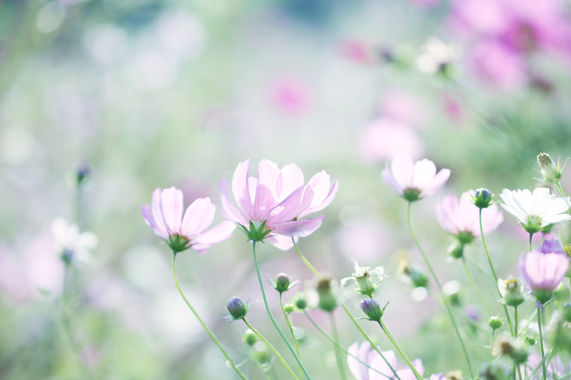 エアリーな花写真の撮り方 撮影編 ゆずぽん日和