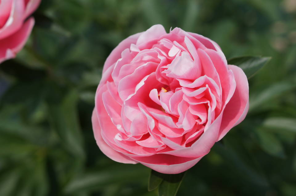 エッチドサーモン 奥信濃から 花農家のフォトスケッチ エッチドサーモン 奥信濃から 花農家のフォトスケッチ